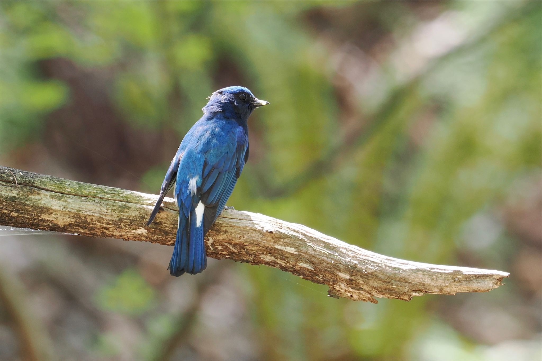 軽井沢野鳥の森 オオルリの写真 by とりとり