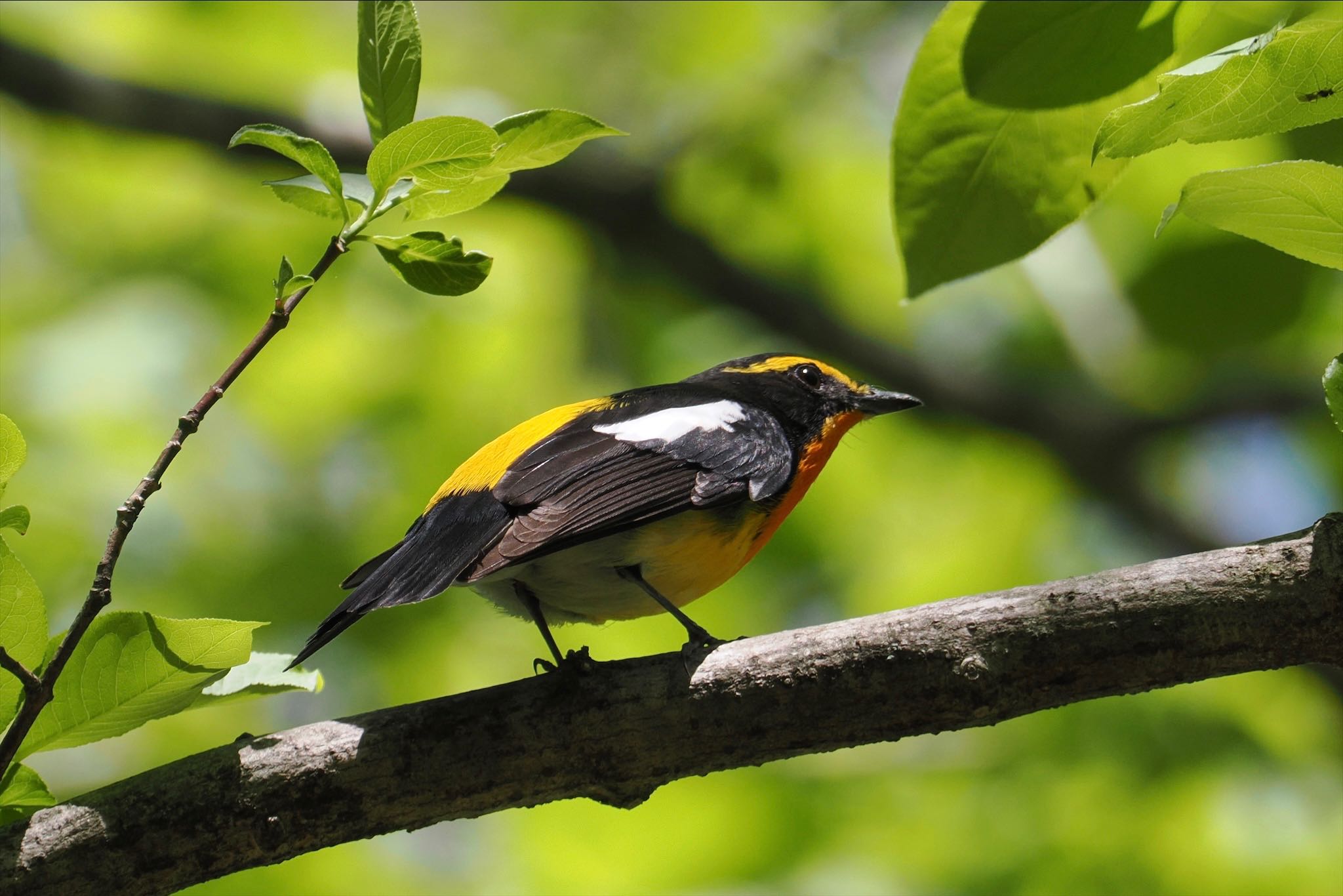 Photo of Narcissus Flycatcher at Karuizawa wild bird forest by とりとり