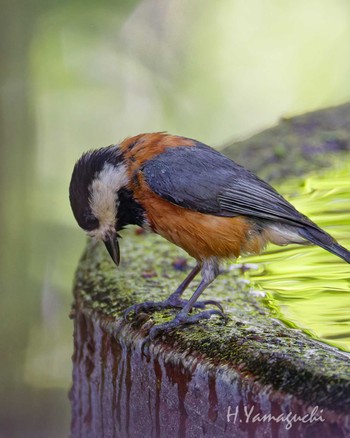 Sun, 5/5/2024 Birding report at 権現山(弘法山公園)