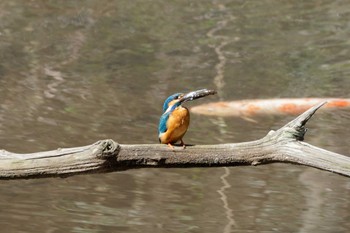 Common Kingfisher 四季の森公園(横浜市緑区) Sat, 3/30/2024