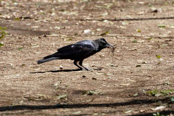 Large-billed Crow 四季の森公園(横浜市緑区) Sat, 3/30/2024