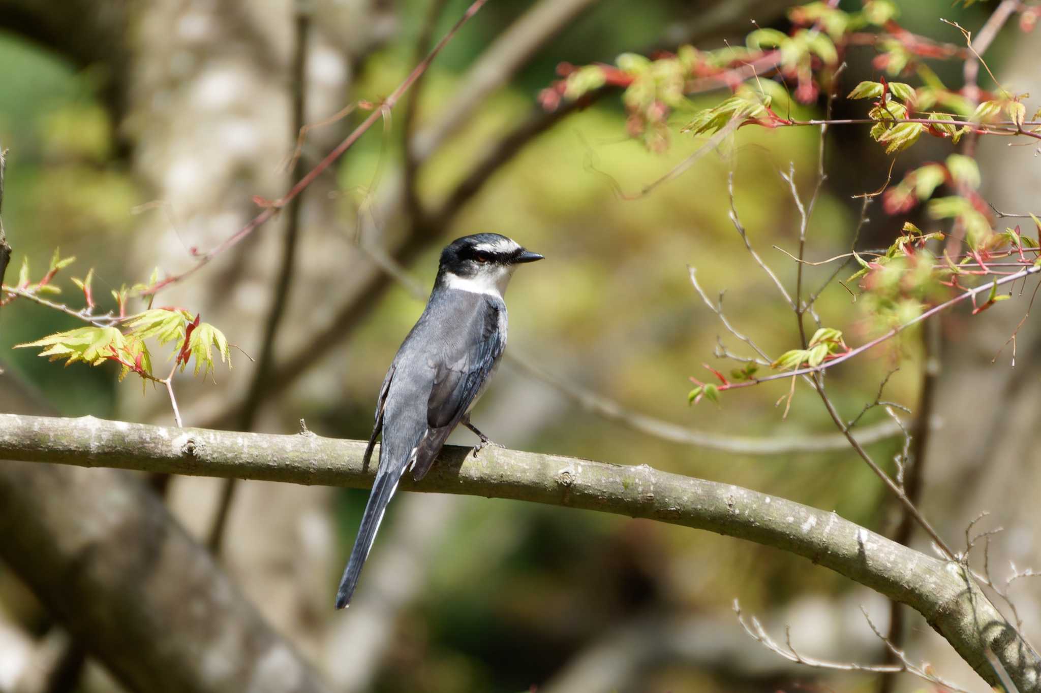 Photo of Ryukyu Minivet at 日向渓谷 by たねもみちゃん