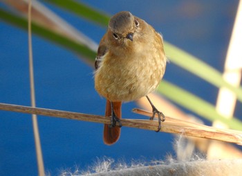 2019年1月4日(金) イタチ川の野鳥観察記録