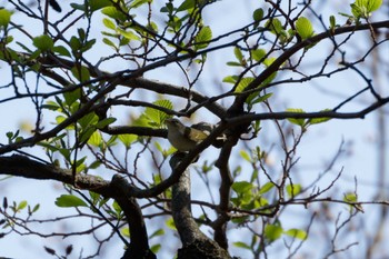 Eastern Crowned Warbler 日向渓谷 Sun, 4/14/2024