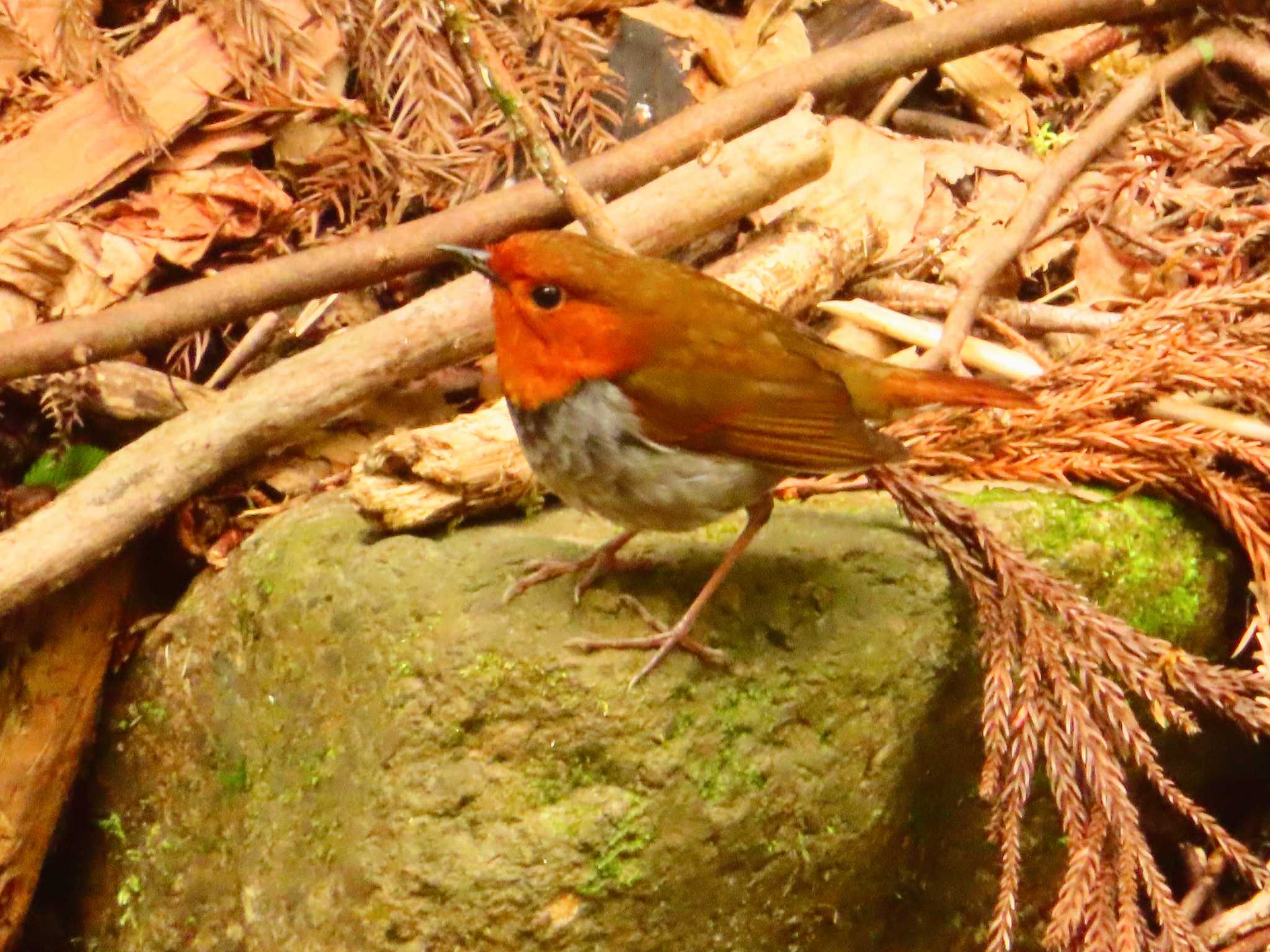 Photo of Japanese Robin at 日向渓谷 by ゆ