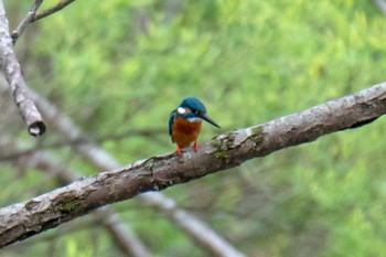 Common Kingfisher 滋賀県米原市 Mon, 4/22/2024