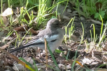 Japanese Wagtail 滋賀県米原市 Thu, 5/2/2024