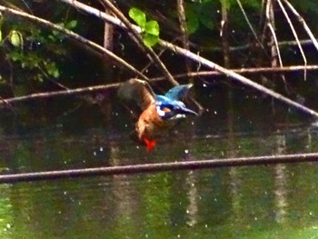 Common Kingfisher Maioka Park Tue, 5/7/2024