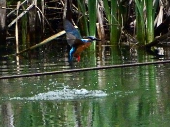 Common Kingfisher Maioka Park Tue, 5/7/2024