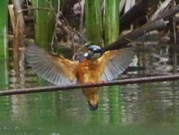 Common Kingfisher Maioka Park Tue, 5/7/2024