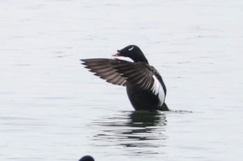 White-winged Scoter Sambanze Tideland Sat, 4/20/2024