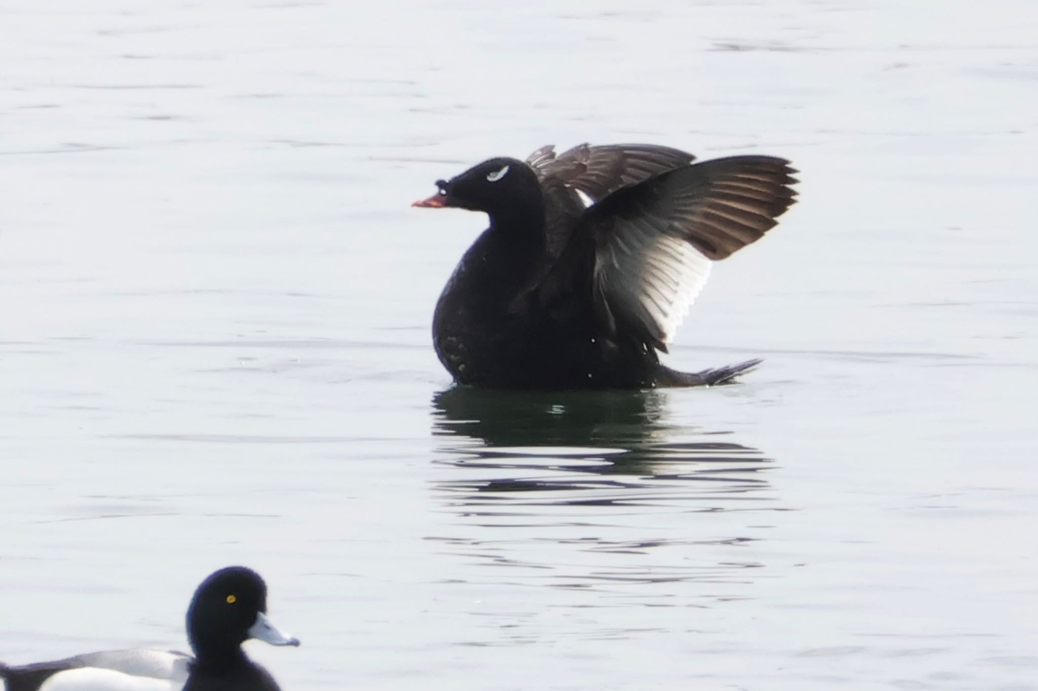 White-winged Scoter