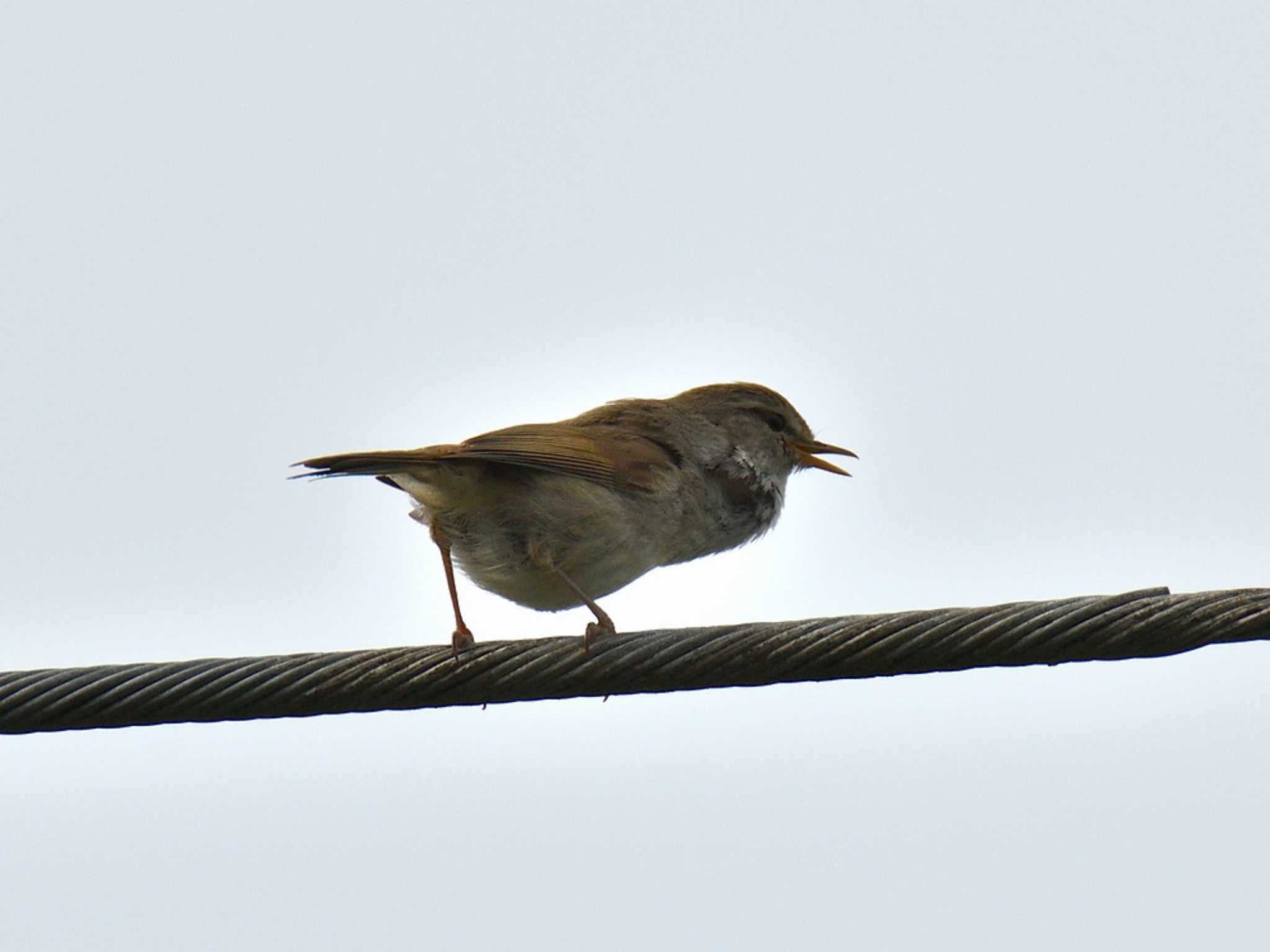 Photo of Japanese Bush Warbler at 横浜市 by Passing Birder