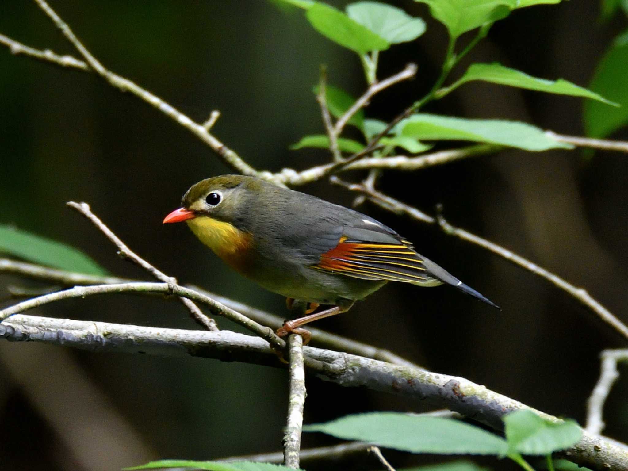 Photo of Red-billed Leiothrix at 横浜市 by Passing Birder