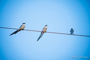 Azure-winged Magpie Unknown Spots Sat, 5/4/2024