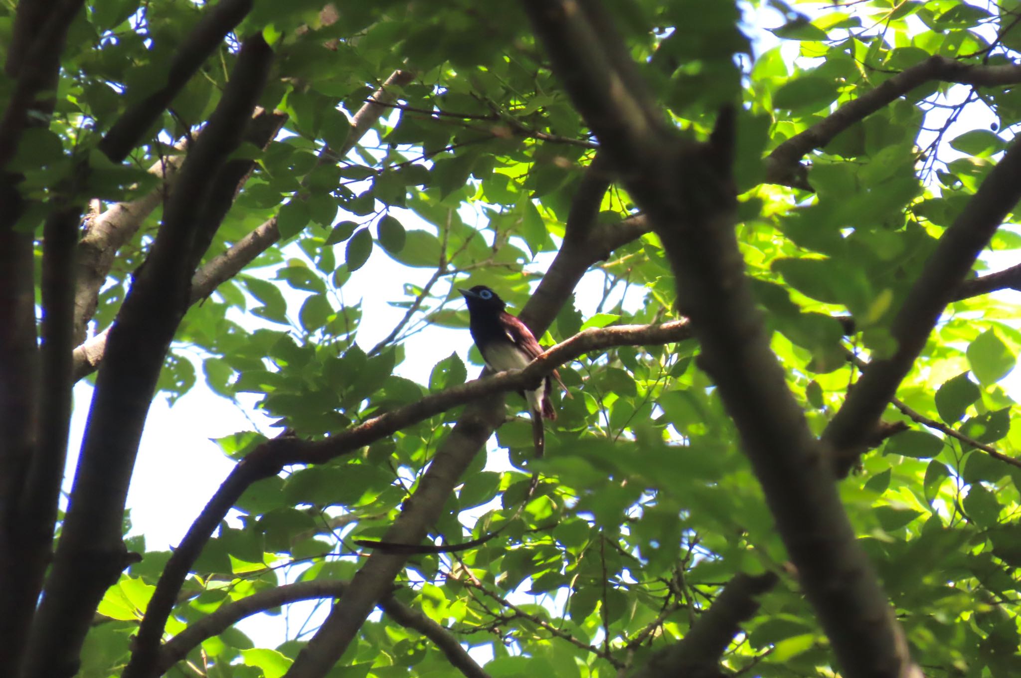 Photo of Black Paradise Flycatcher at Shakujii Park by ネリマバーダー