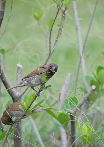 Scaly-breasted Munia Wachirabenchathat Park(Suan Rot Fai) Fri, 5/3/2024