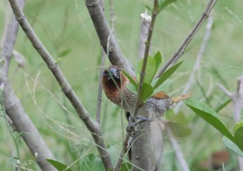 Scaly-breasted Munia Wachirabenchathat Park(Suan Rot Fai) Fri, 5/3/2024