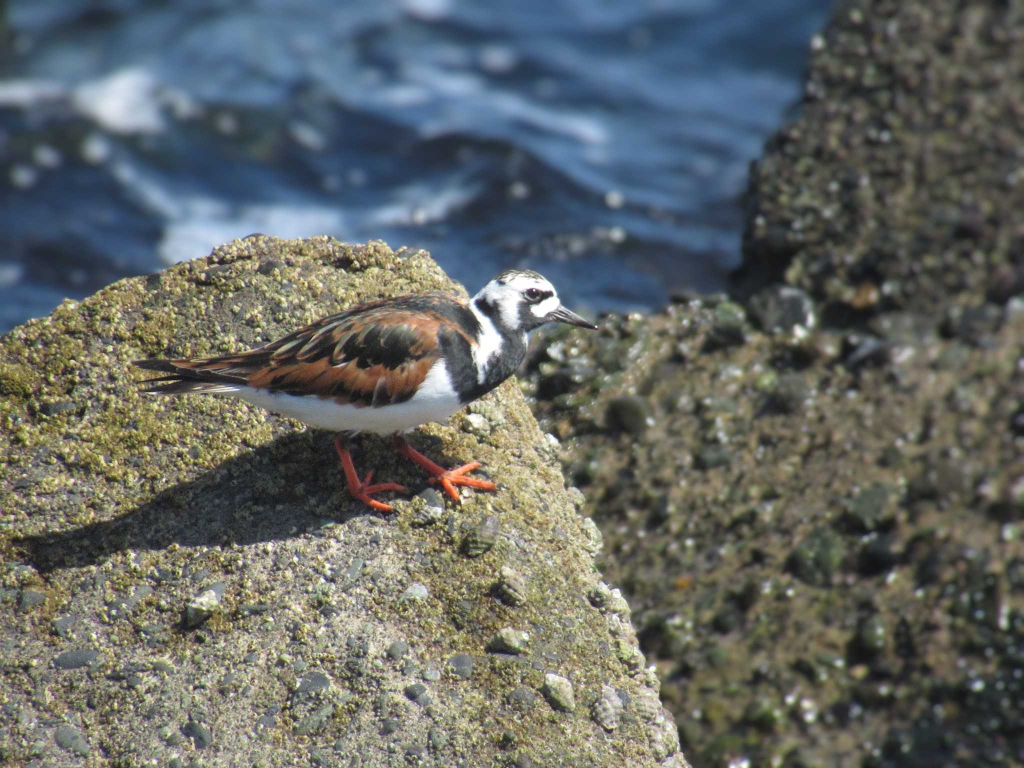 Ruddy Turnstone