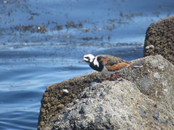 2024年5月4日(土) 馬堀海岸の野鳥観察記録