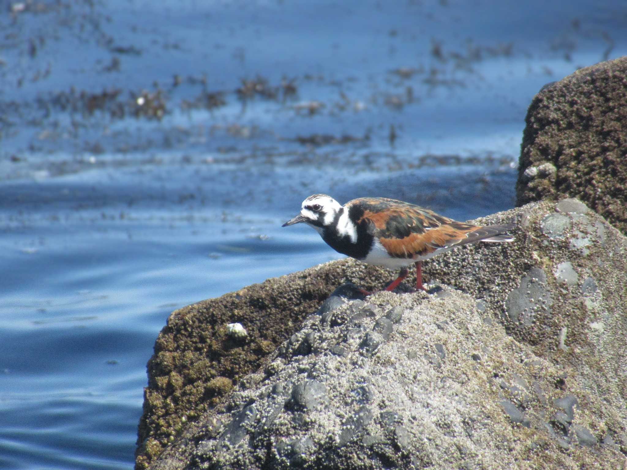 Ruddy Turnstone