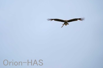 Black Kite 東京都多摩地域 Mon, 5/6/2024