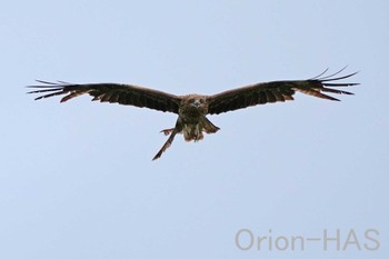 Black Kite 東京都多摩地域 Mon, 5/6/2024