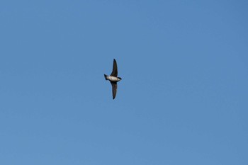 Sun, 5/5/2024 Birding report at Tokyo Port Wild Bird Park