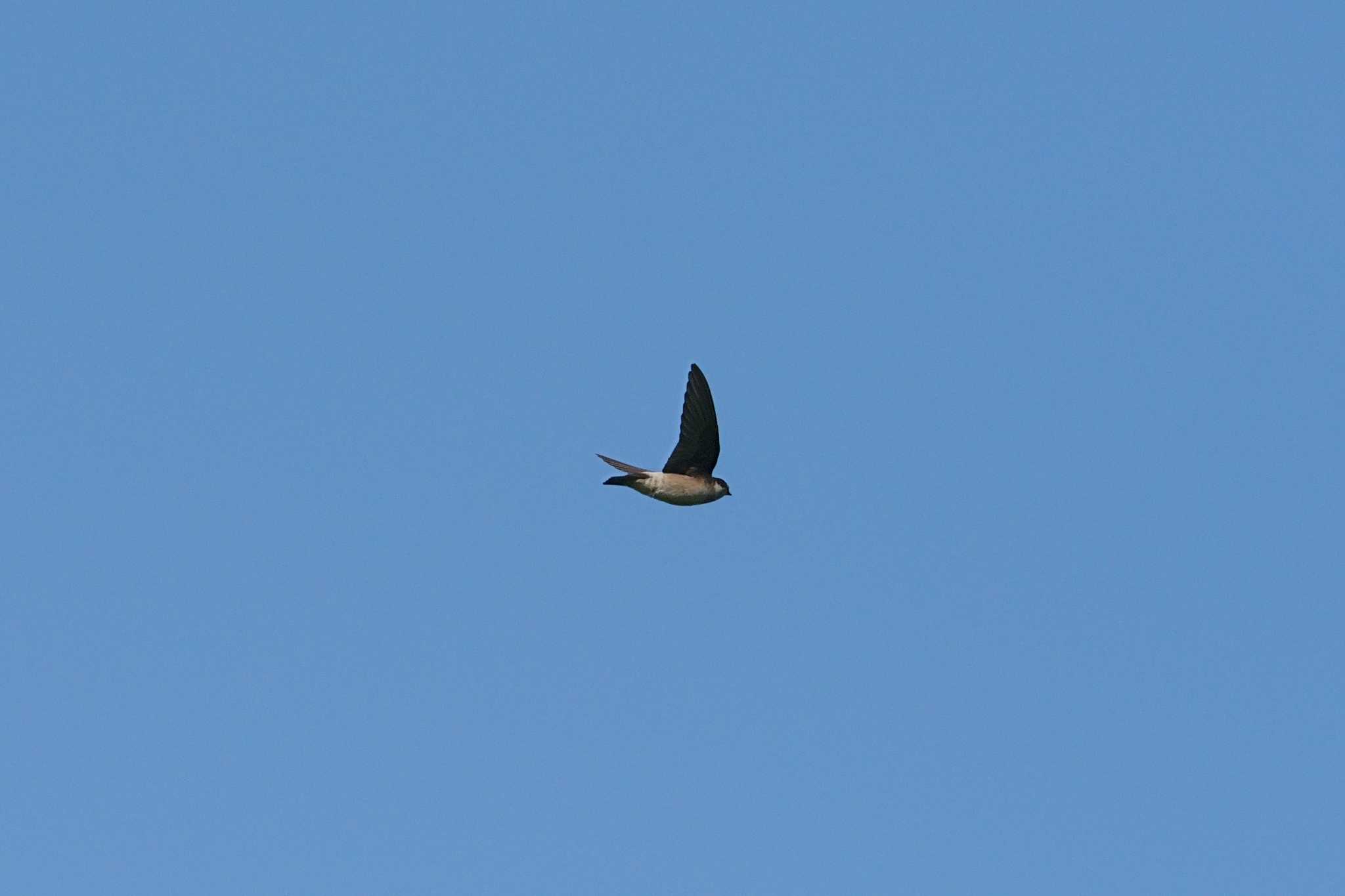 Photo of Asian House Martin at Tokyo Port Wild Bird Park by na san