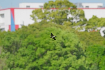 イワツバメ 東京港野鳥公園 2024年5月5日(日)
