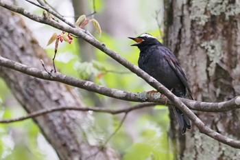 Mon, 5/6/2024 Birding report at 甘利山(韮崎市)