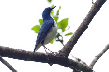 Siberian Blue Robin 甘利山(韮崎市) Mon, 5/6/2024