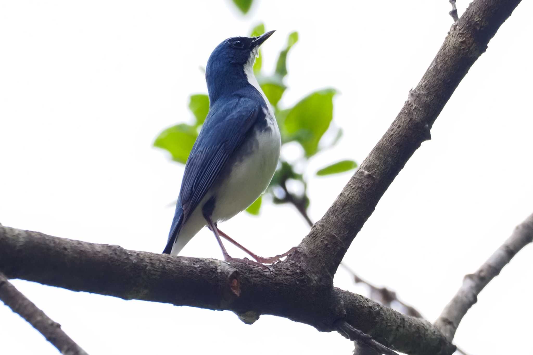 Siberian Blue Robin