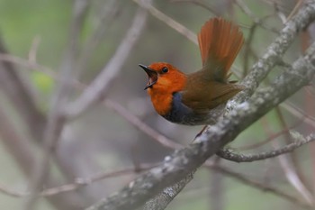 Japanese Robin 甘利山(韮崎市) Mon, 5/6/2024