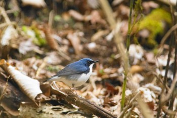 Siberian Blue Robin 富士山麓 Tue, 4/23/2024