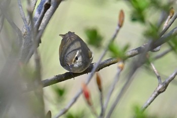 Sakhalin Leaf Warbler 大蔵高丸 Sat, 5/4/2024