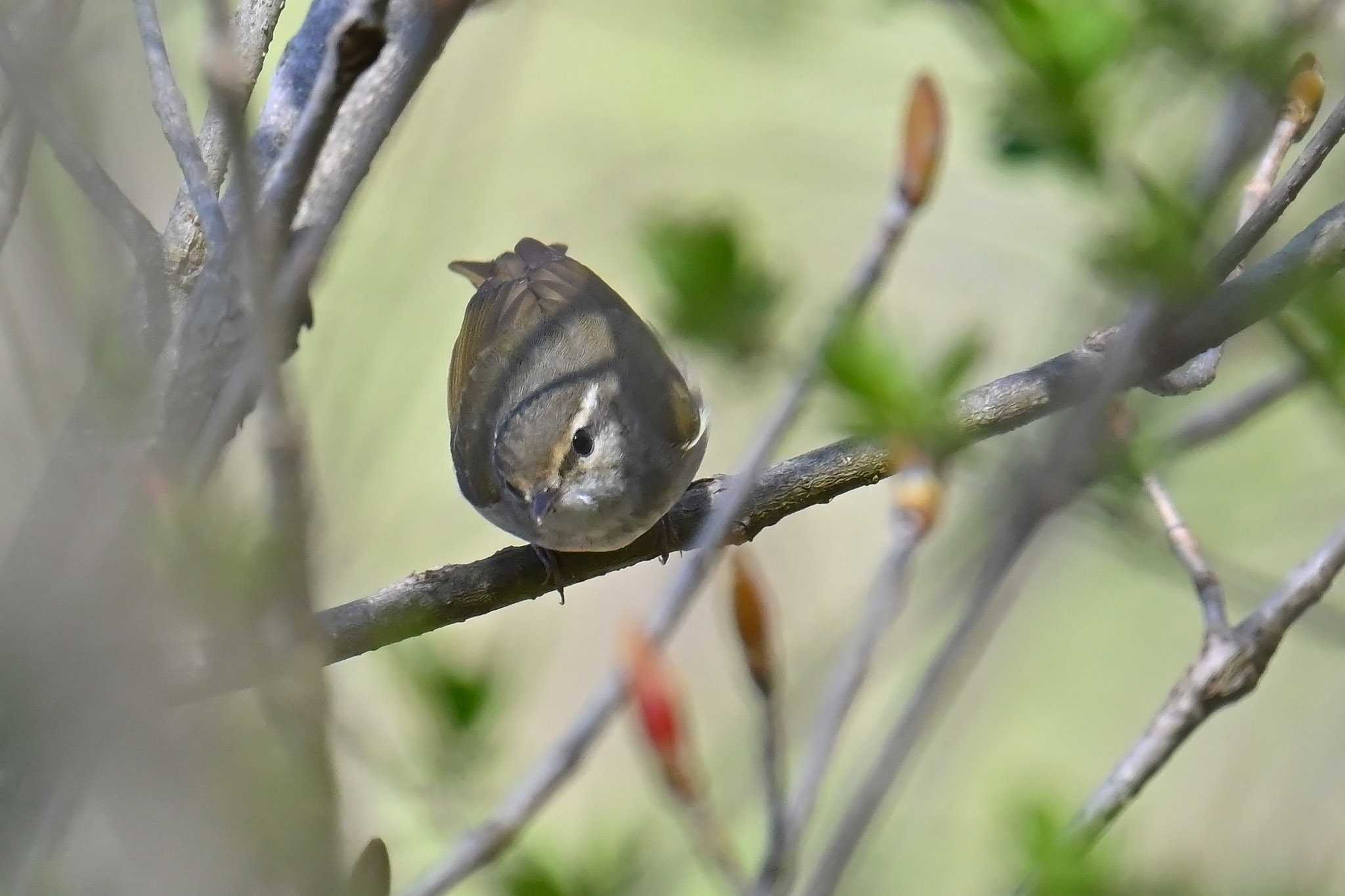 Photo of Sakhalin Leaf Warbler at 大蔵高丸 by Rothlega