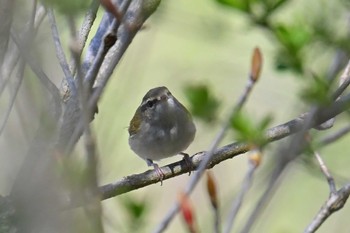 Sakhalin Leaf Warbler 大蔵高丸 Sat, 5/4/2024