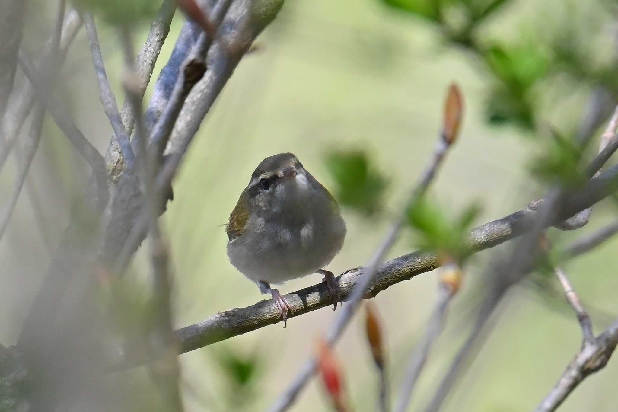 Photo of Sakhalin Leaf Warbler at 大蔵高丸 by Rothlega