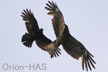 Black Kite 東京都多摩地域 Mon, 5/6/2024