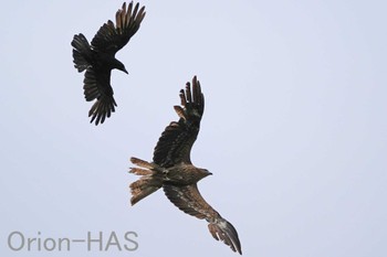 Black Kite 東京都多摩地域 Mon, 5/6/2024