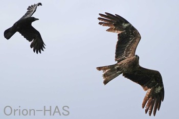 Black Kite 東京都多摩地域 Mon, 5/6/2024