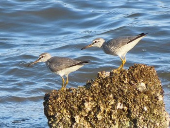 Grey-tailed Tattler 三重 Fri, 5/3/2024