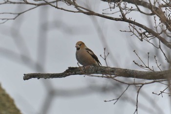 2019年1月4日(金) 滋賀県甲賀市甲南町創造の森の野鳥観察記録