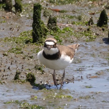 コチドリ 東京港野鳥公園 2024年5月4日(土)