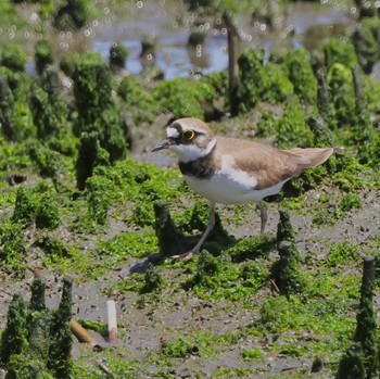 コチドリ 東京港野鳥公園 2024年5月4日(土)