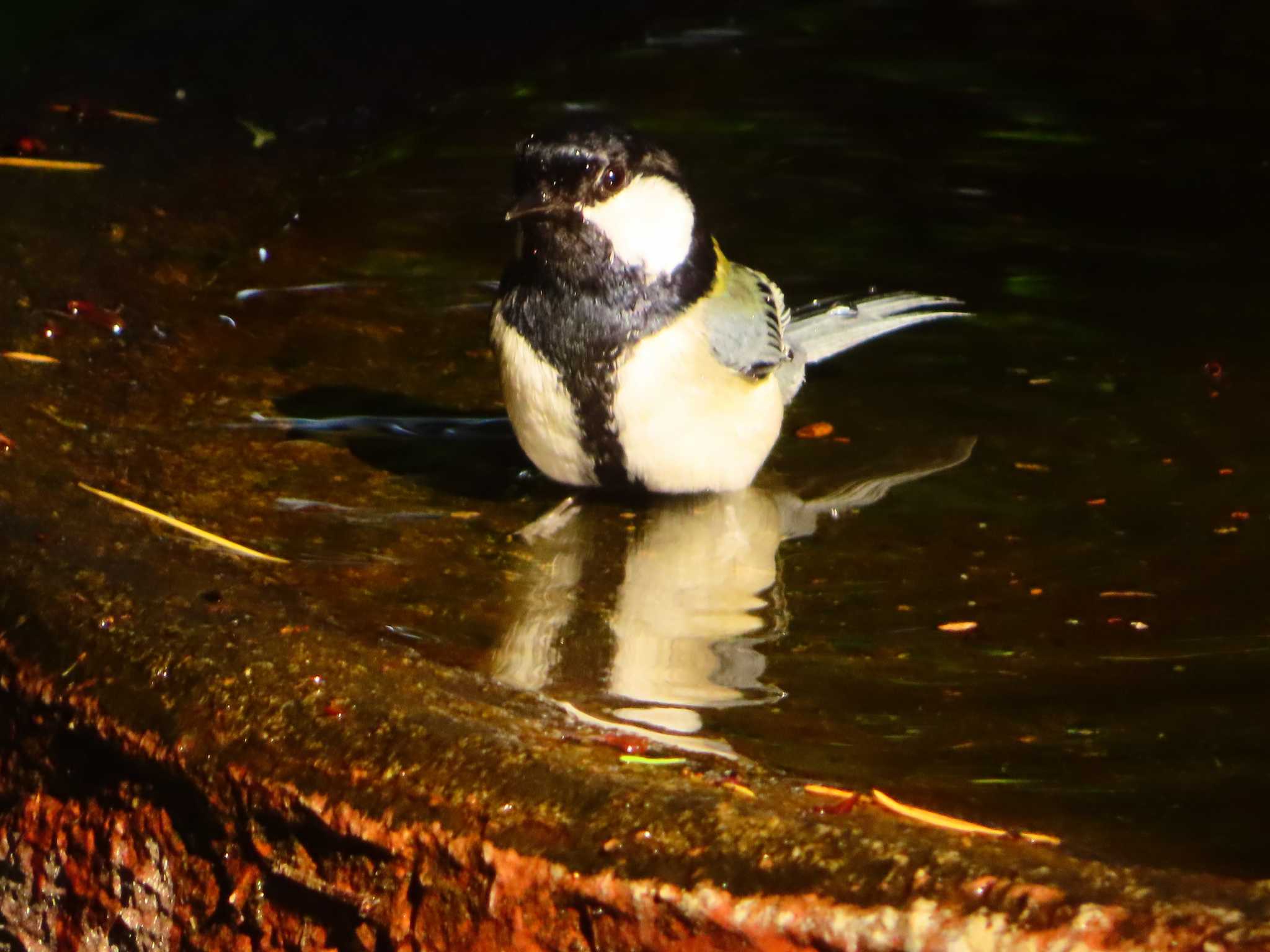 Japanese Tit