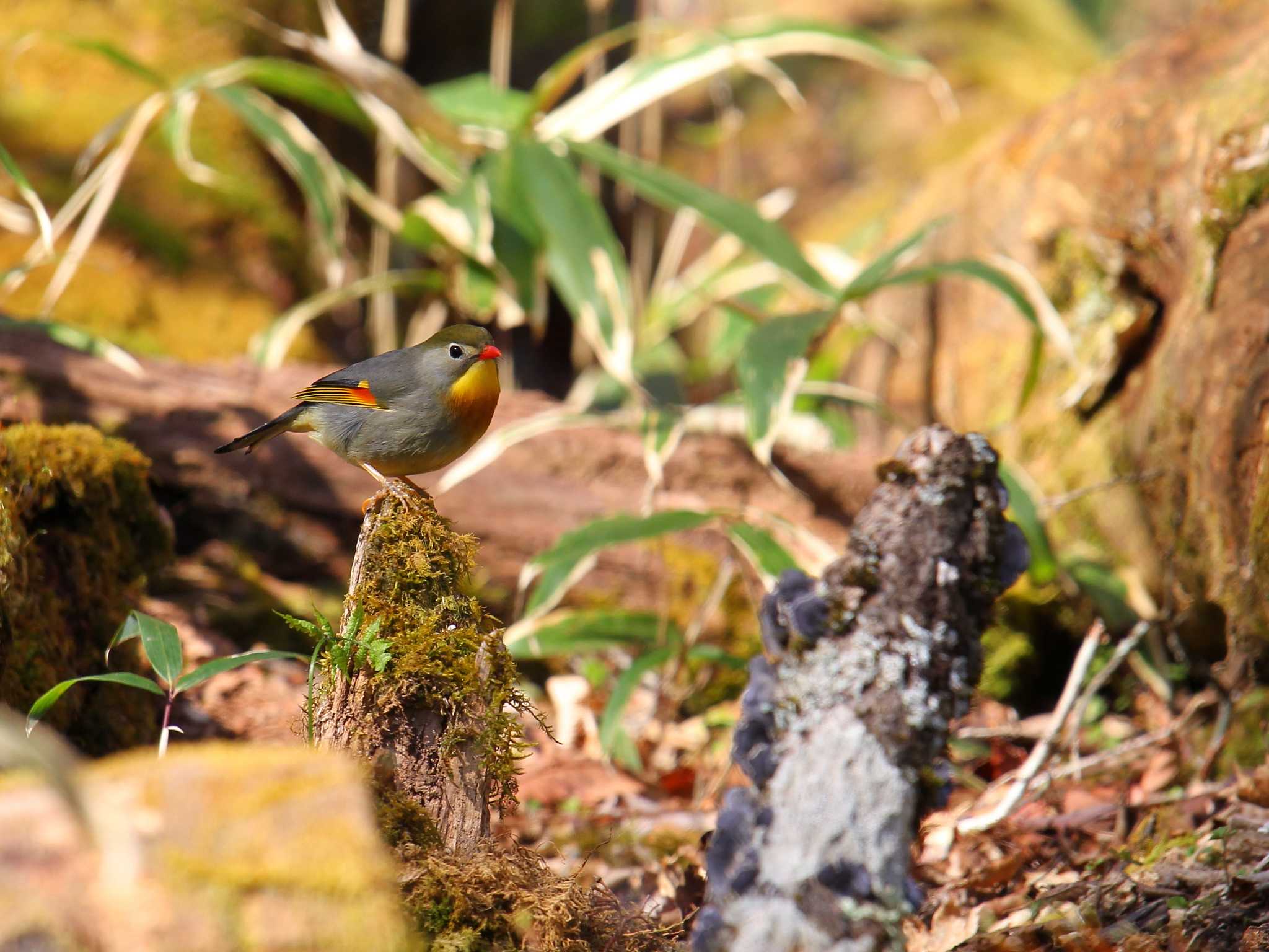 柳沢峠の相思鳥