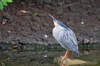 ササゴイ 都立浮間公園 2024年4月27日(土)