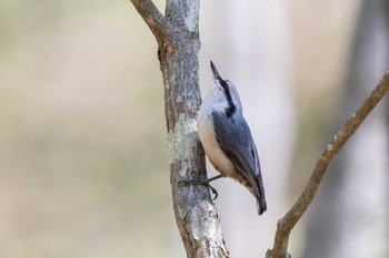 Eurasian Nuthatch Yanagisawa Pass Sun, 5/5/2024